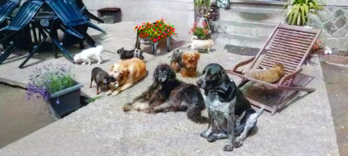 Animaux heureux protégés par Love Animals