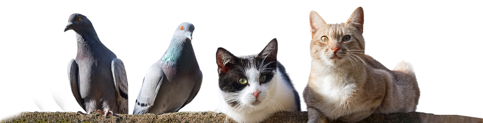 Bandeau stérilisation chats errants et pigeons Love Animals