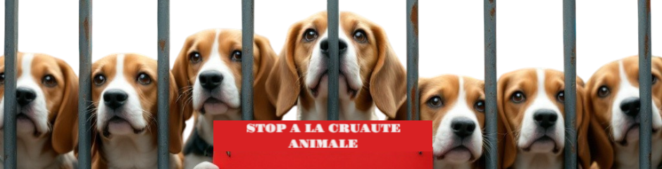 Bandeau anti-expérimentation animale beagles Love Animals