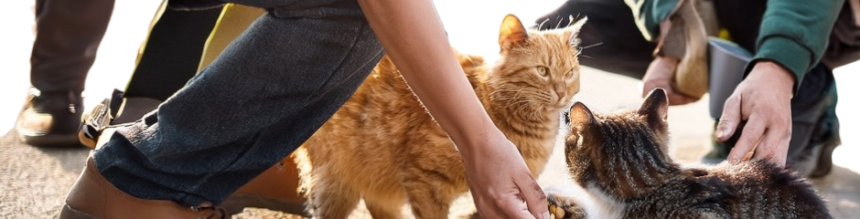 Chien, chat et mouton pour signaler une maltraitance Love Animals