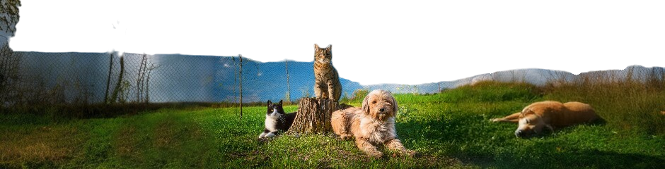 Bandeau Nos Projets Animaux Agricoles Maltraitance