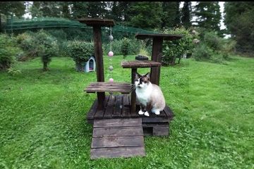 Chat explorant la structure en bois