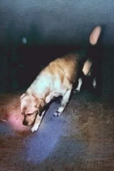 Chien Veeweyde pour les tests d’Erasme, ses yeux expriment un reproche