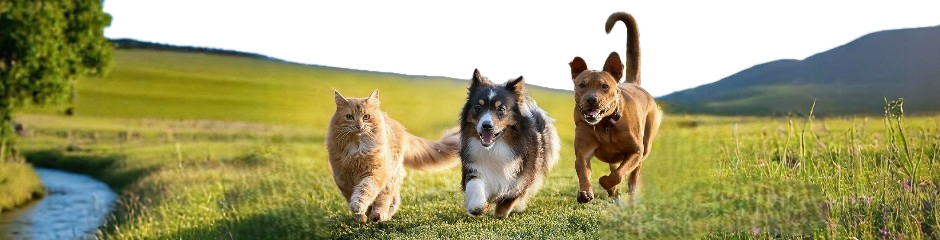 Chiens et chat courant dans un champ - Love Animals Nos Animaux