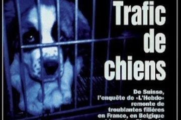 Couverture L’Hebdo trafic chiens Love Animals