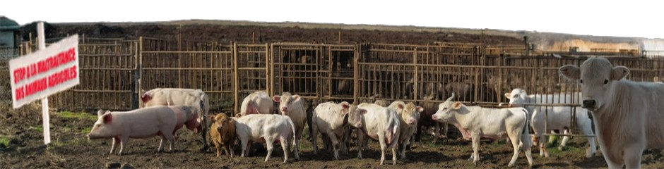Bandeau Nos Actions Section 6 Animaux Agricoles Maltraitance
