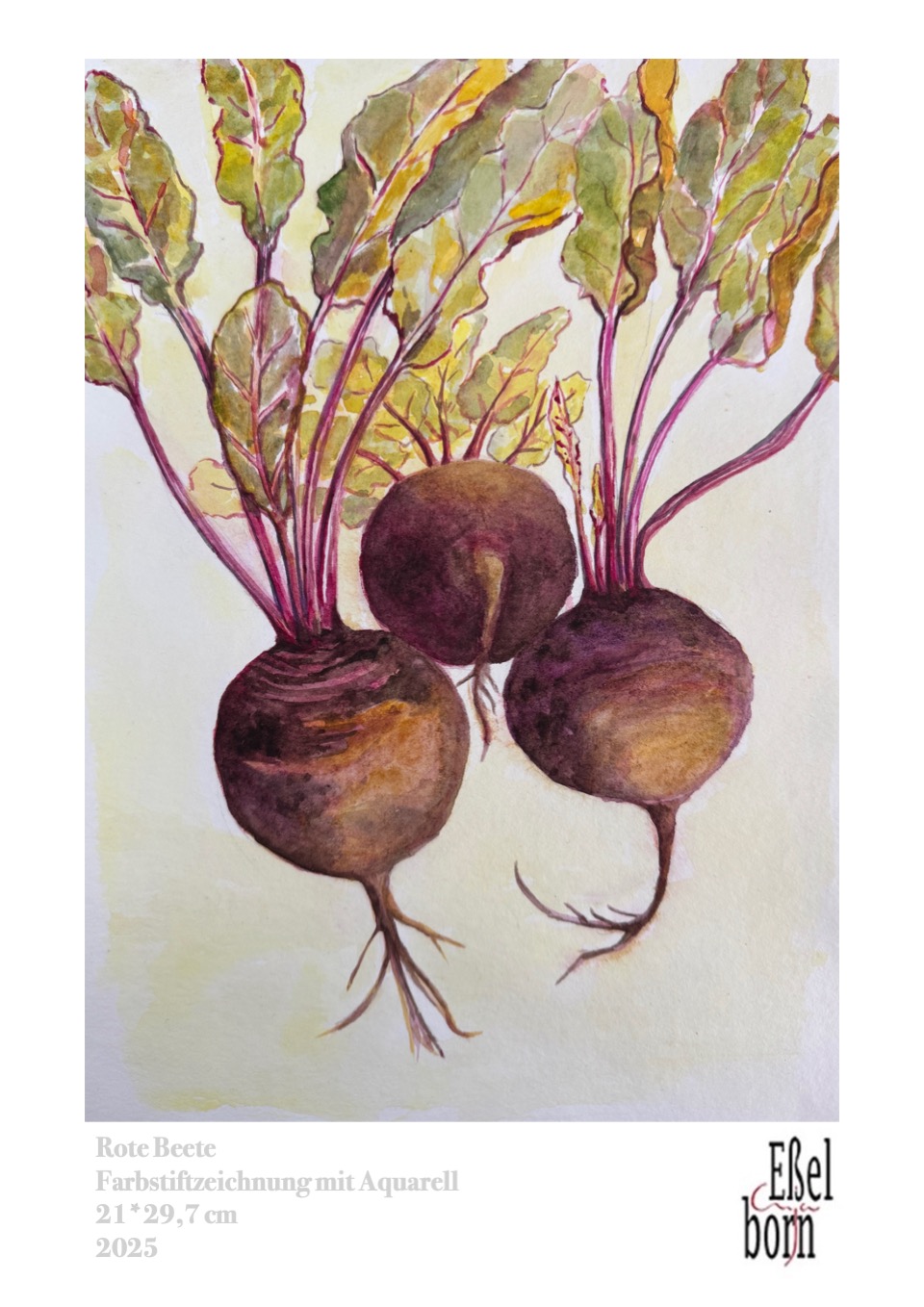 Rote_Beete_Farbstift_Aquarell_21x29,7cm_2025