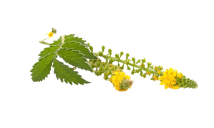 agrimony fiore di bach