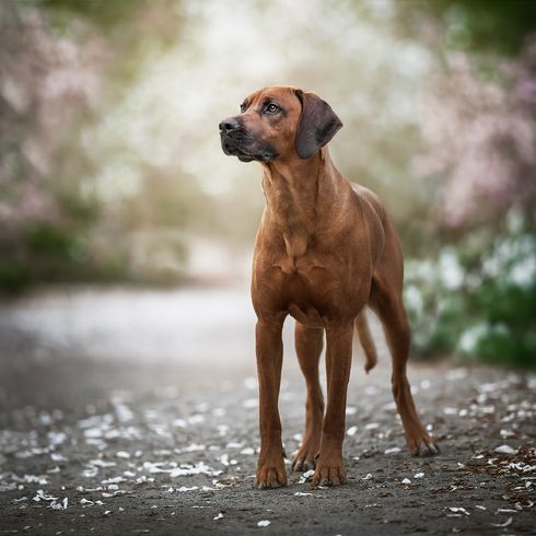 RidgebackLeo___serialized1