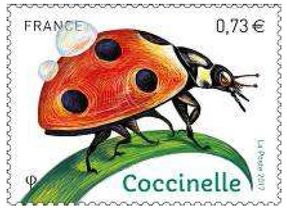 Coccinelle