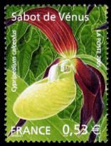 Sabot de Vénus Cypripedium calceolus