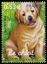 Le chiot