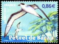 Pétrel de Barau