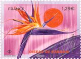 Oiseau de paradis