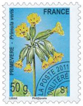 PRIMEVÈRE - Primula veris
