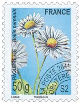 Pâquerette - Bellis perennis