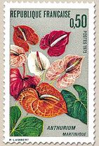 ANTHURIUM MARTINIQUE