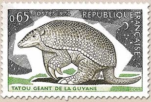 TATOU GÉANT DE LA GUYANE