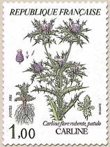CARLINE Carlina flore rubente, patulo