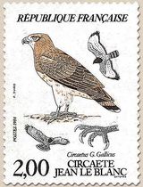 CIRCAÈTE JEAN LE BLANC Circaetus G. Gallicus