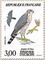 ÉPERVIER D'EUROPE Accipiter N. Nisus