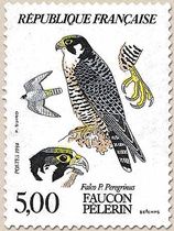 FAUCON PÈLERIN Falco P. Peregrinus