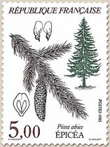 ÉPICÉA Picea abies