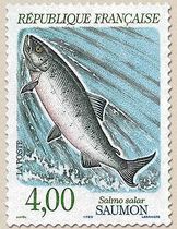 SAUMON Salmo salar