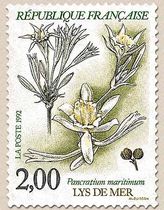 LYS DE MER Pancratium maritimum