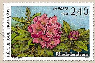 Rhododendrons