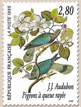 J.J. Audubon Pigeons à queue rayée