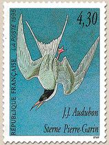J.J. Audubon Sterne Pierre-Garin