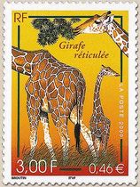 Girafe réticulée
