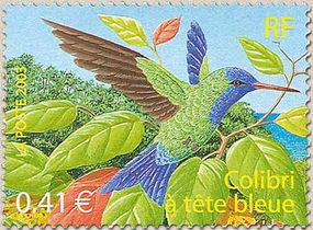Colibri à tête bleue