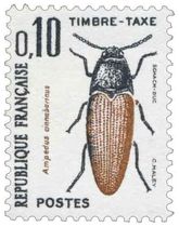 Ampedus cinnabarinus