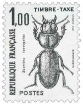 Scarites laevigatus