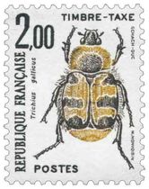 Trichius gallicus