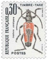 Leptura cordigera