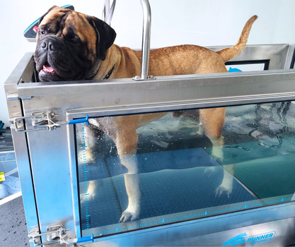 hydrotherapie hond, Lede, Aalst, Oost-Vlaanderen, Lede aquatraining voor honden, aquatrainingvoorhonden, revalidatie hond