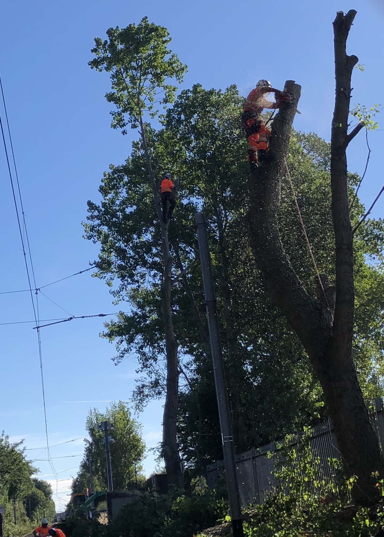 Utility Arborists clearing electricity power lines of tree branches