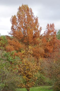 Taxodium distichum (Cupressaceae)