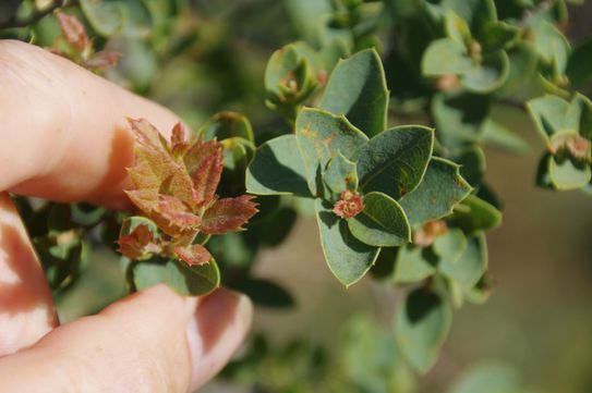 Quercus hinckleyi