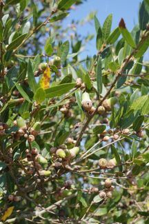 Quercus parvula from California