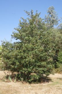 Quercus hypoleucoides