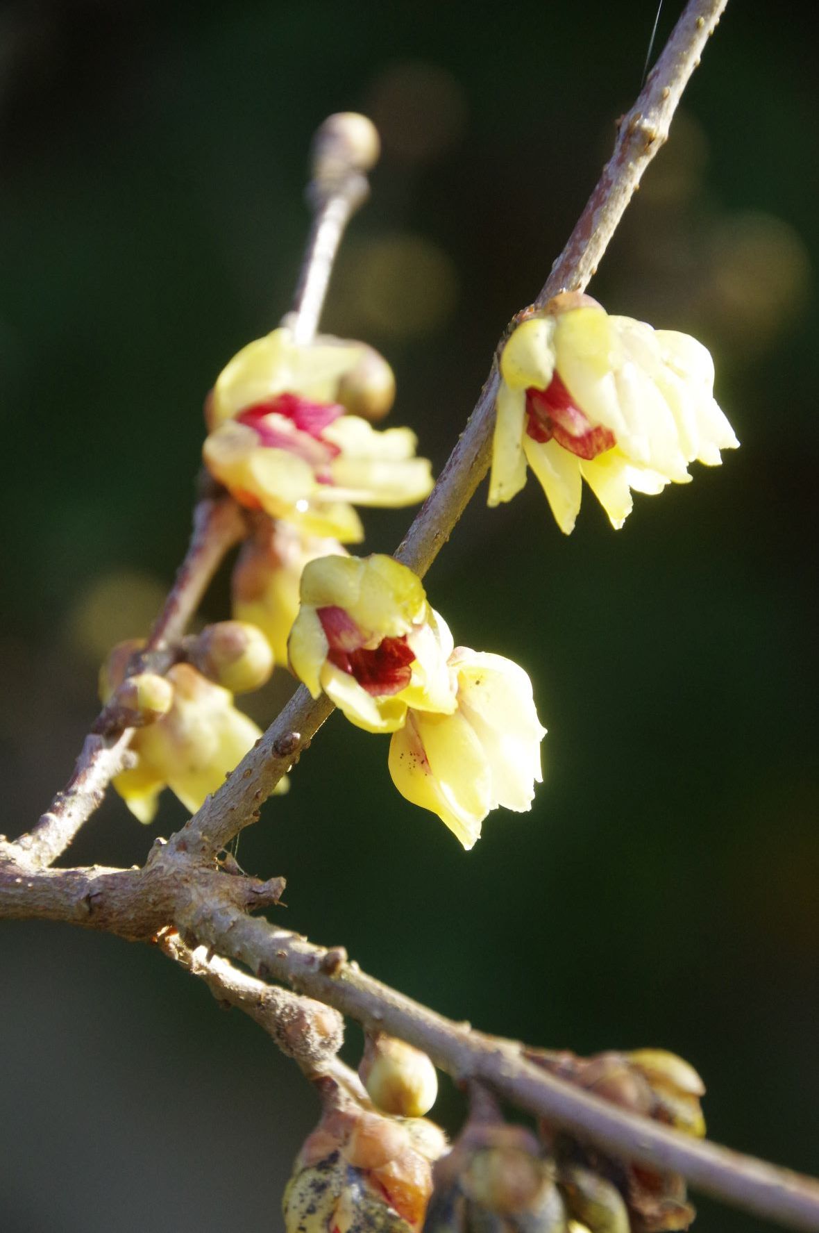Chimonanthus praecox