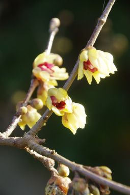 Prunus sargentii (Rosaceae)