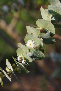 Eucalyptus cordata (Myrtaceae)