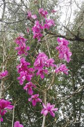 Magnolia 'Caerhays Surprise'