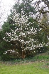 M. x loebneri