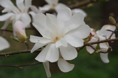 M. x loebneri